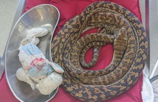 Telan Boneka Sapi, Ular Piton di Australia Terpaksa Dioperasi