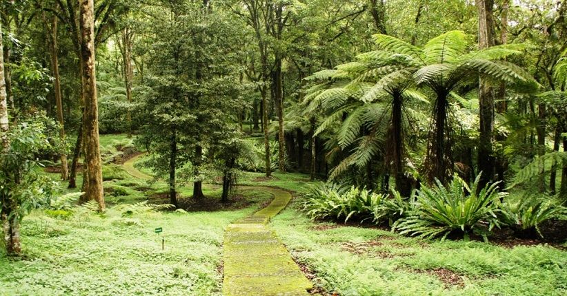 Menikmati Alam Kebun Raya Bedugul di Bali, Ada Ribuan Spesias Langka