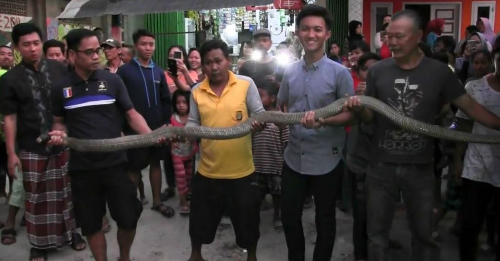 Ular King Kobra Sepanjang 4 Meter Gemparkan Warga Cipondoh