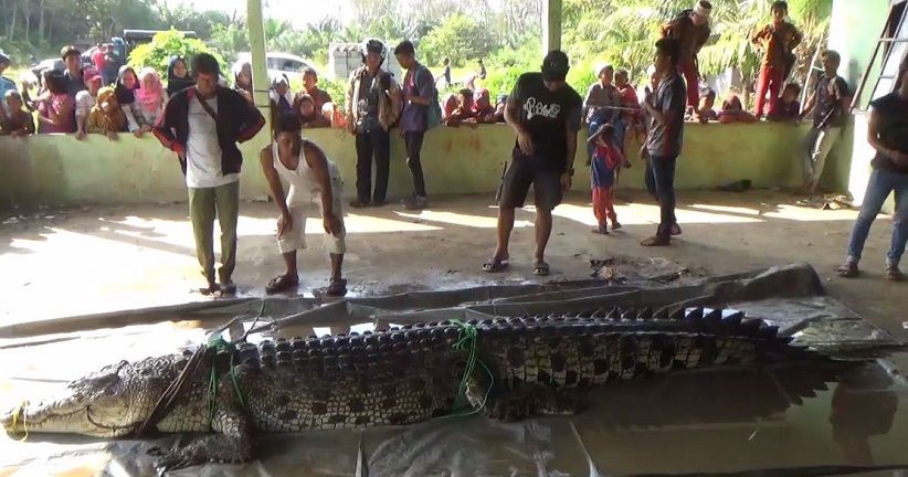 BKSDA Tangkap Buaya Pemangsa Manusia di Aceh Jaya