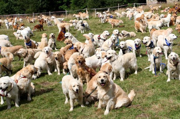 361 Golden Retriever Kumpul di Skotlandia Rayakan Ulang Tahun ke-150