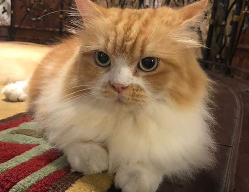 Kucing Najib Razak 'Kiky' Ingatkan Warganet Hari Ini Ultah Tuannya