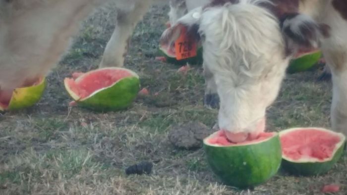 Akibat Kekeringan, Ternak Sapi di Australia Terpaksa Makan Semangka