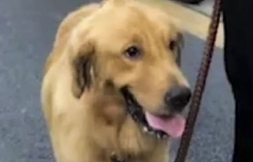 Marah Ditegur di Kereta, Majikan dan Anjingnya Kompak Gigit Petugas