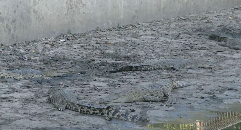 Kemarau Panjang, Kolam Penangkaran Buaya di Subang Kekeringan