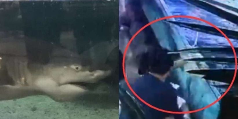 Bocah 6 Tahun Patah Tulang akibat Digigit Ikan Hiu di Akuarium Mal