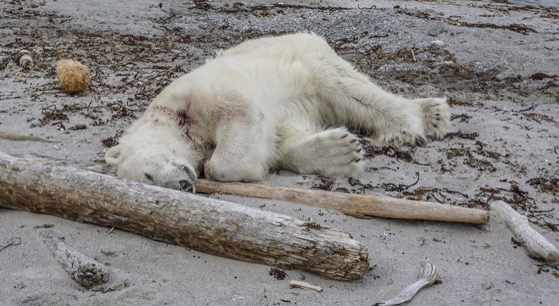 Serang Petugas Kapal Pesiar, Beruang Kutub Ditembak Mati