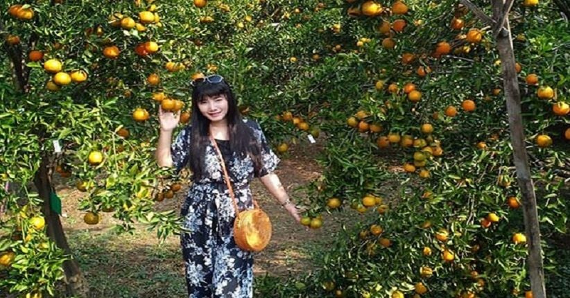 Wisata Petik Jeruk sambil Makan Sepuasnya, Kunjungi Balitjestro Malang