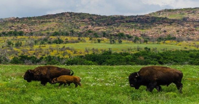 Tertua di Bumi, Wisata Pegunungan Wichita Bisa Eksplor Hewan Langka