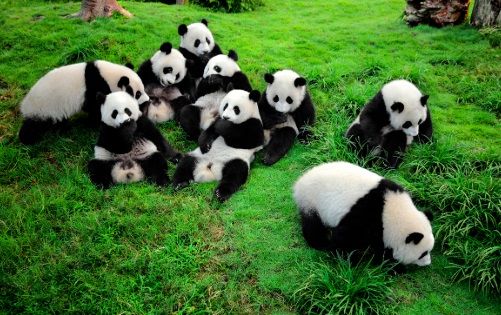 China Buka Perguruan Tinggi Khusus untuk Mempelajari Panda