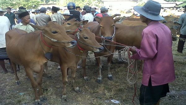 Jelang Idul Adha, Pemkot Bandung Pastikan Ketersediaan Hewan Kurban