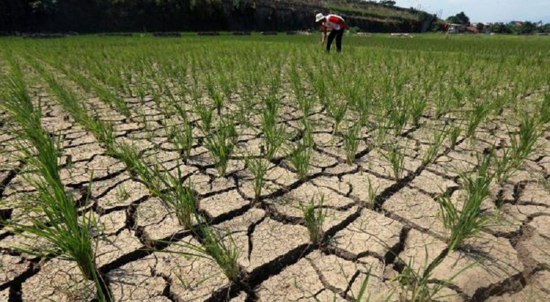 694 Hektare Padi di Indramayu Dipastikan Gagal Panen karena Kekeringan
