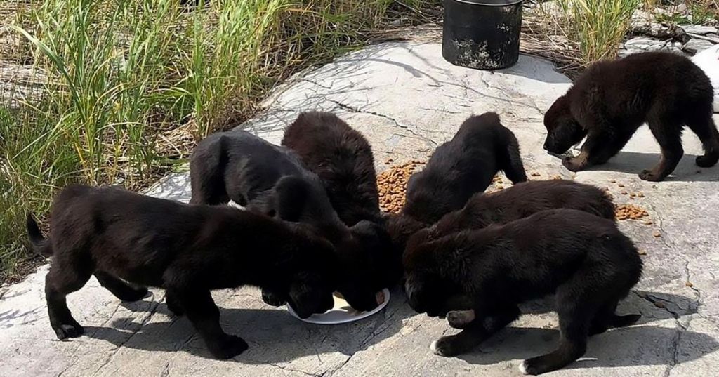 Anak-Anak Anjing Ditemukan di Pulau Tak Berpenghuni Kanada