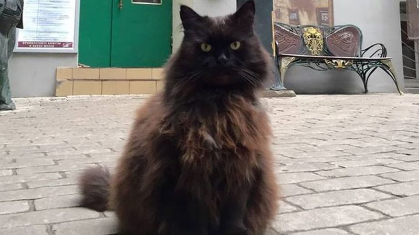 Hilangnya Kucing yang Diangkat sebagai Staf Museum Ini Hebohkan Rusia