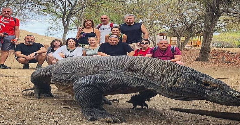 Habitat Komodo Terancam Punah karena Pembangunan Lahan Wisata Swasta