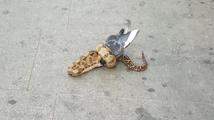 Ular Boa Memangsa Merpati di Tengah Jalan Raya, Warga Inggris Heboh
