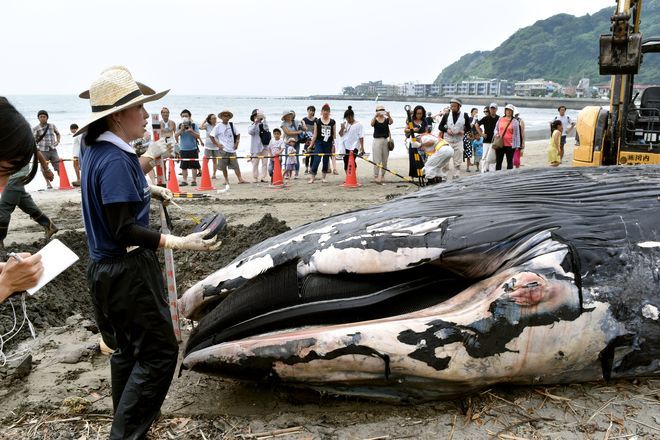 Paus Biru Ditemukan Mati Terdampar di Pantai Jepang