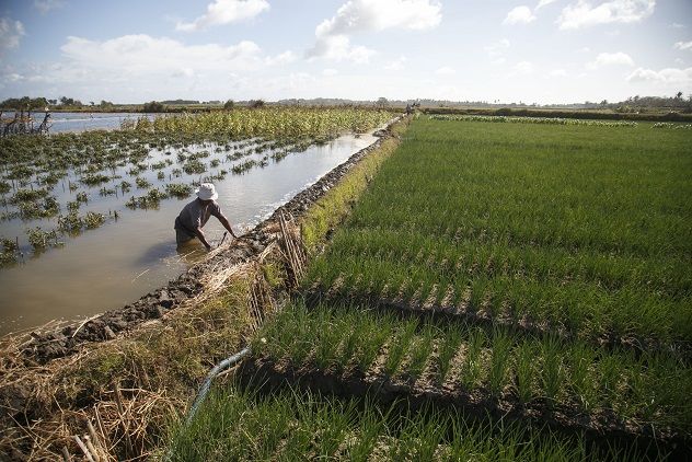 Lahan Terendam, Petani di Bantul Terancam Gagal Bayar Utang Bank
