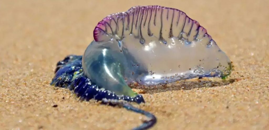 Serangan Ubur-Ubur Botol Biru di Pantai India Lukai 100 Orang