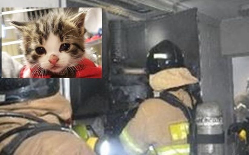 Ditinggal Majikan, Kucing Sebabkan Apartemen Terbakar