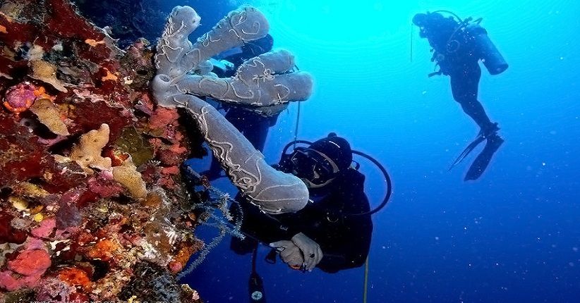 Miliki Taman Laut Terbaik Dunia, 5 Pesona Bunaken Bikin Takjub Turis