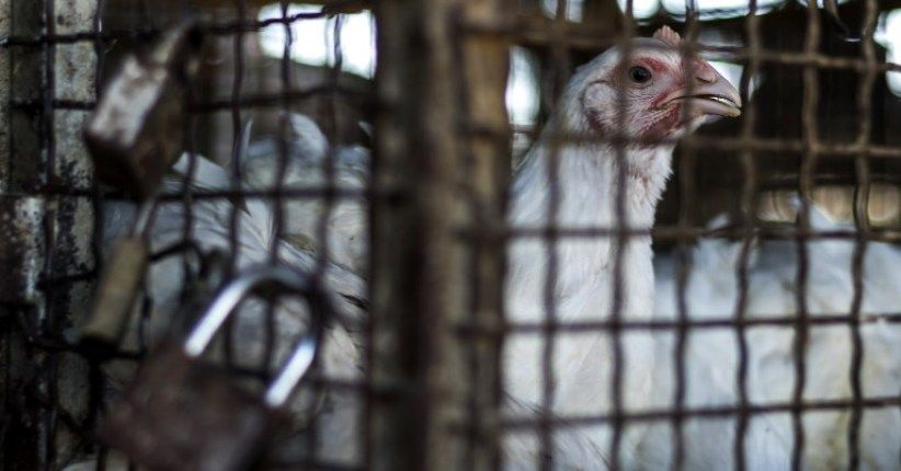 Mentan Siapkan Rp33 Miliar untuk Pengadaan Ayam, DPR Keberatan