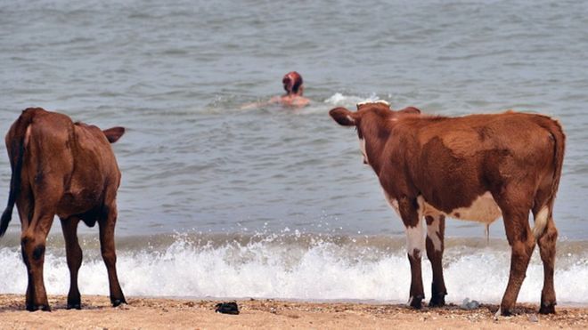 Peternak Swedia Diizinkan Gembalakan Sapi ke Kawasan Bugil di Pantai