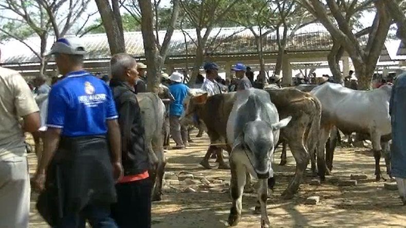 Dewan Dakwah Salurkan 720 Hewan Kurban ke Seluruh Indonesia