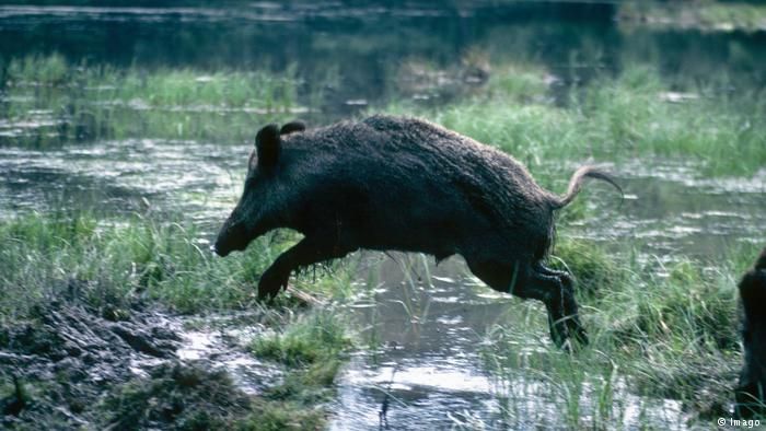 Denmark Akan Bangun Pagar Anti Babi Hutan di Perbatasan Jerman