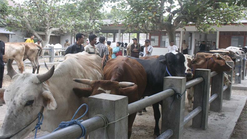 Kasus Antraks di Gunungkidul, Ini Hasil Investigasi Kementan