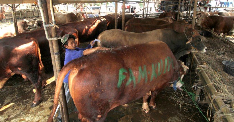 Perlakuan pada Hewan Kurban Ternyata Bisa Pengaruhi Cita Rasa Daging