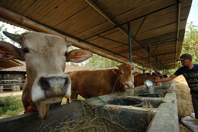 Tahun Ini, Sumbar Potong 45.630 Hewan Kurban