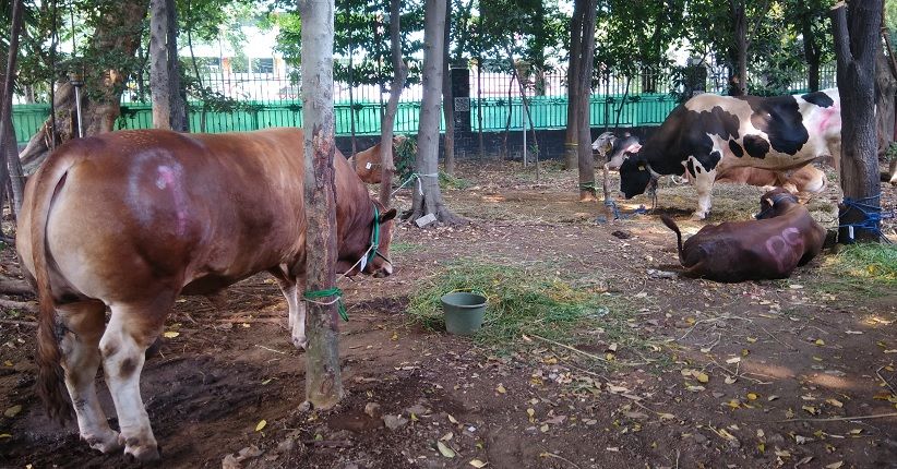 Target Selesai Sore Ini, Istiqlal Siapkan 30 Jagal Hewan Kurban