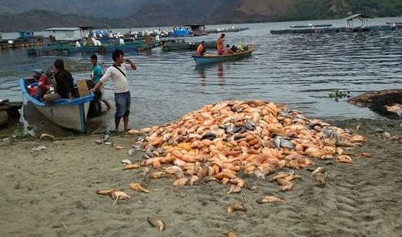 180 Ton Ikan Milik Petani Keramba di Danau Toba Mendadak Mati