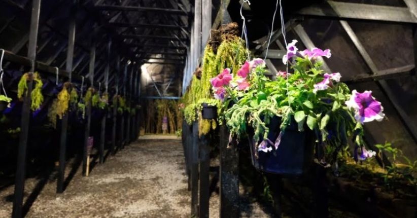 Kunjungi Orchid Forest Cikole, Yuk Lihat Rumah Anggrek Langka di Dunia