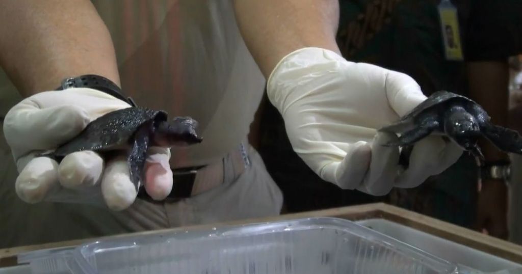 596 Kura-Kura Hasil Selundupan Dikembalikan dari Hong Kong 