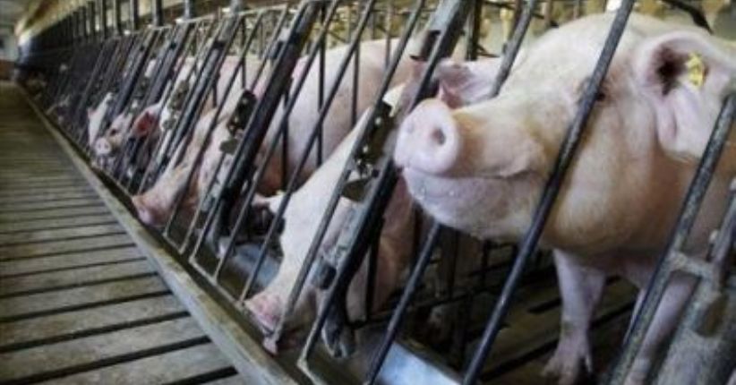 Vietnam Klaim Sukses Kembangkan Vaksin Demam Babi Afrika Pertama untuk Komersial