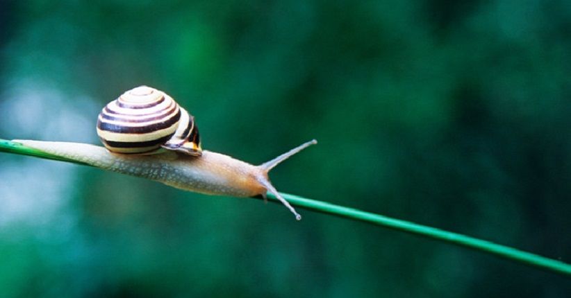 Manfaat Lendir Siput bagi Kecantikan Kulit, Bisa Perlambat Penuaan