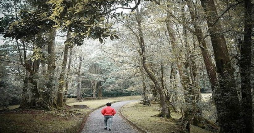 Wisata Cianjur, Kunjungi Kebun Raya Cibodas Ada Koleksi Bunga Langka