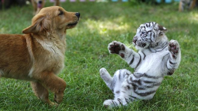 Viral Anjing Main dengan Bayi Macan dan Singa di Kebun Binatang China