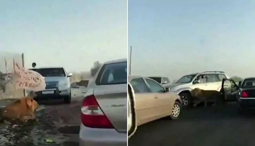 Begini Jadinya jika Singa Terlepas dan Berkeliaran di Kota