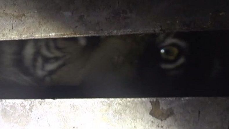 BKSDA Padang Tangkap Harimau Sumatera yang Meresahkan Warga
