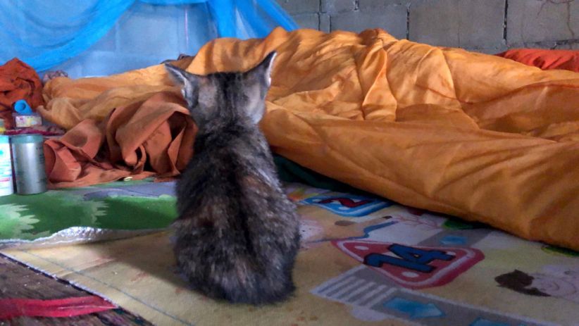 Kucing Ini Setia Menunggu Jasad Majikannya