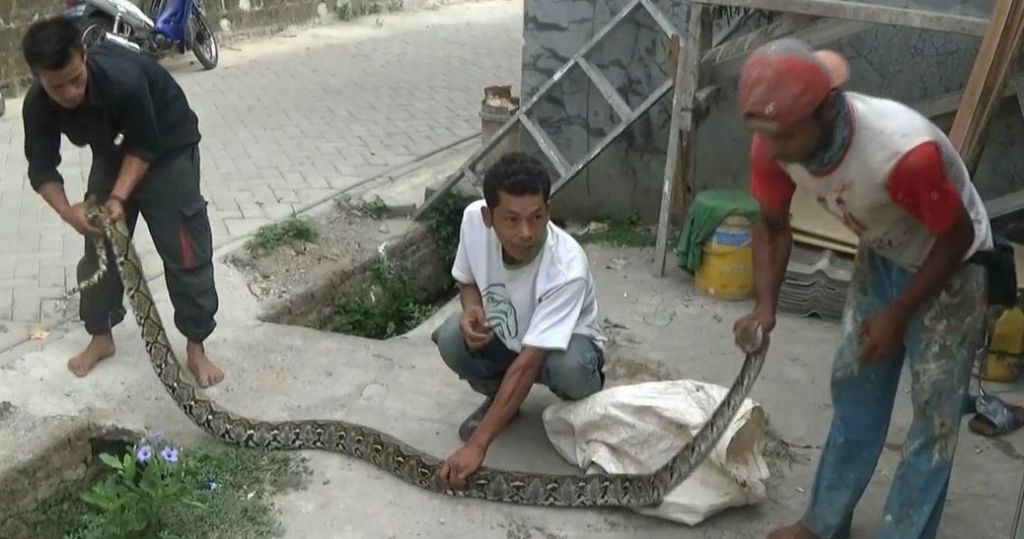 Tangkap Ular Piton 3 Meter di Sungai, Warga Tangerang Digigit 4 Kali