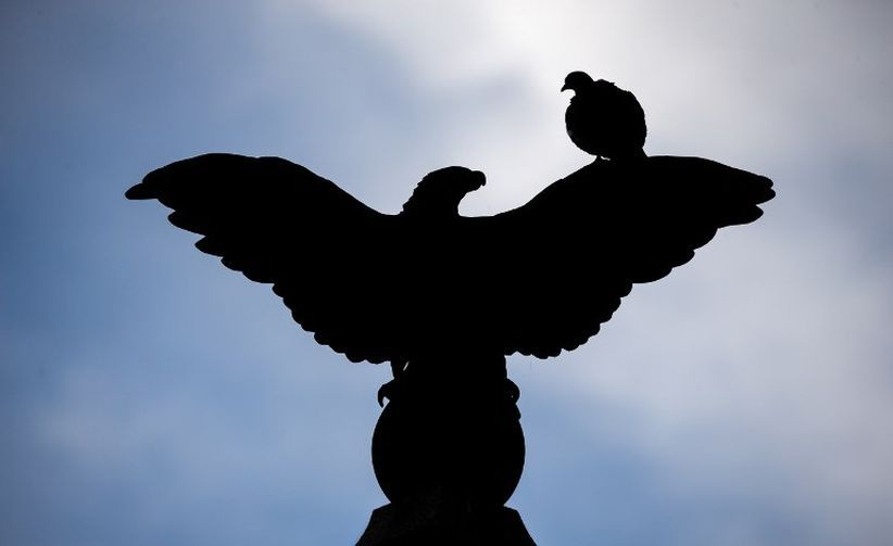 4 Burung Merpati Menang Balapan 750 Km, Ternyata Pakai Kereta Cepat