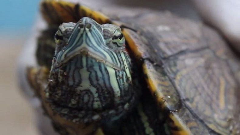 Lestarikan Spesies Penyu, BUSKIPM Lepasliarkan 500 Tukik