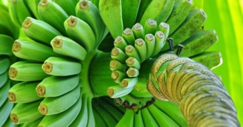 Ingin Jauhi Sembelit, Pantang Makan Cokelat Batangan dan Pisang Mentah