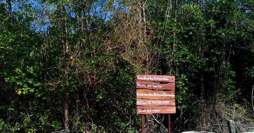 Eksplor Keunikan Karimunjawa Melihat Fauna Langka di Hutan Mangrove