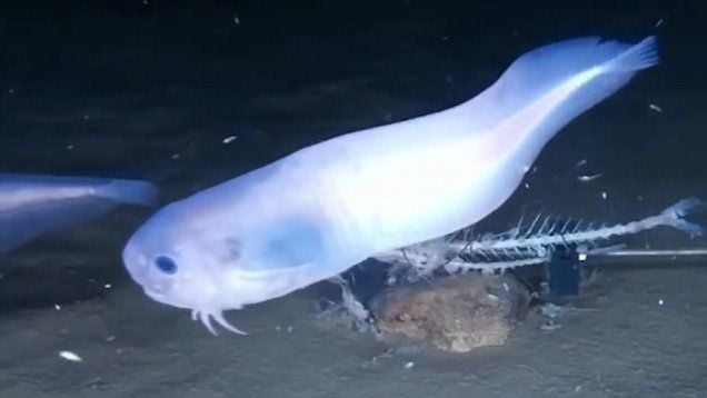 3 Spesies Ikan Baru Ditemukan di Dasar Samudera Pasifik