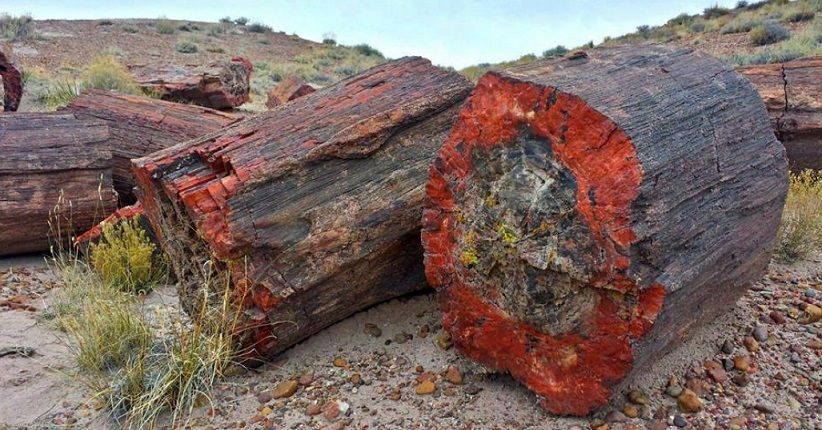Tersembunyi di AS, Wisata Petrified Forest Bisa Lihat Fosil Kayu Purba